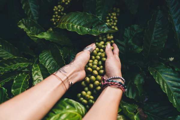 coffee beans on coffee tree