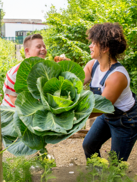 giant cabbage