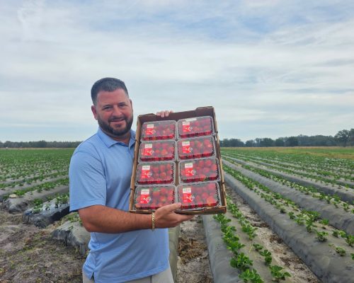 man holding up strawberries at parkesdale farm