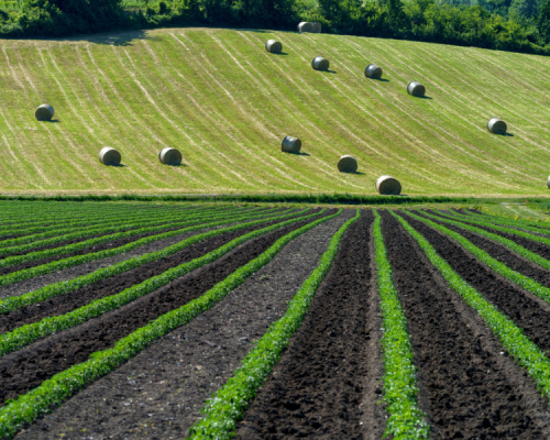 Landscape near the medieval castle of Torrechiara, Parma provinc