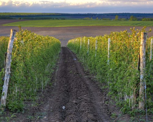 A Beautiful day view the rows of the autumn vineyard