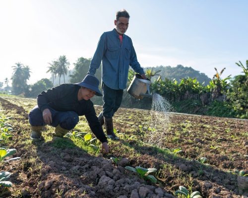 Farmer growing tree on beautiful sunshine morning in garden use watering can spread water