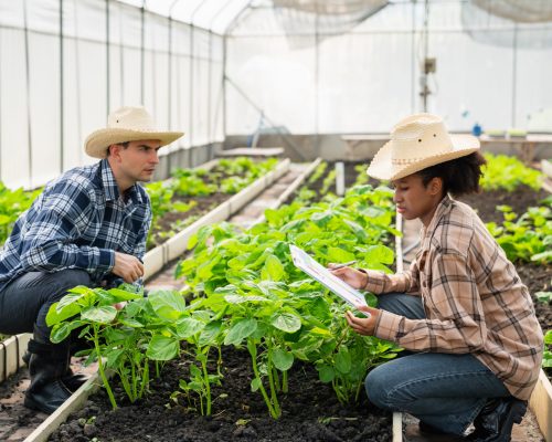Farmers checking and caring for vegetables growing in a greenhouse, modern agriculture and organic farming concept.