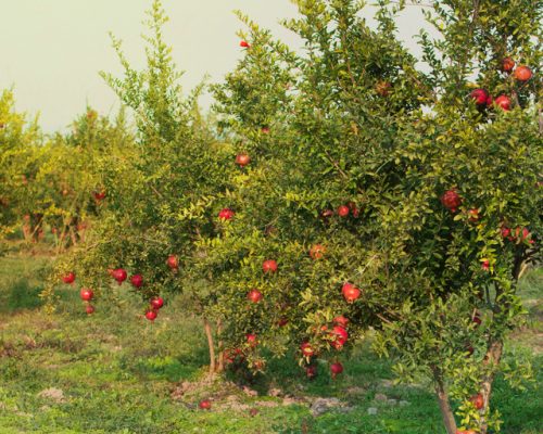Pomegranate trees on Little Caria Farm