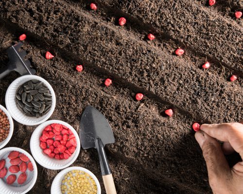 Farmer's hand planting seeds in soil