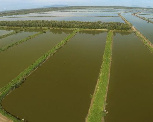 Seajoy's Organic farm. Photo of sectioned off shrimp farm.