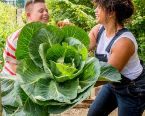 giant cabbage