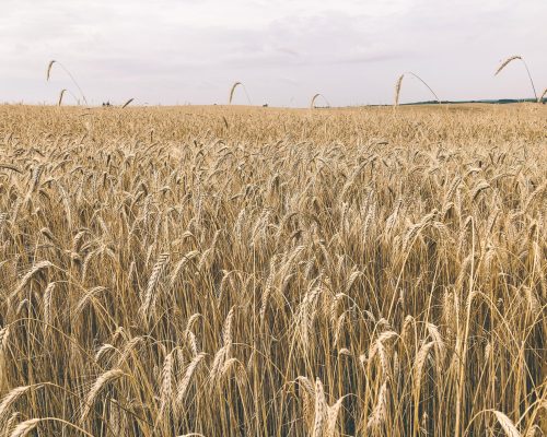 Organic Agronomy Training Service